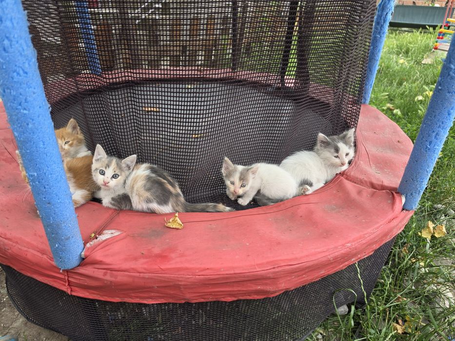 Малки котенца 5 броя