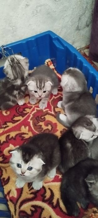 Резерв шотландцев