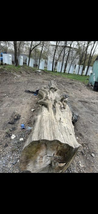 Бревно породы карагача