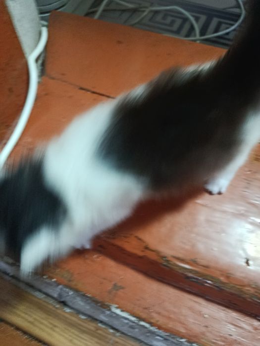 Котенок в добрые руки.