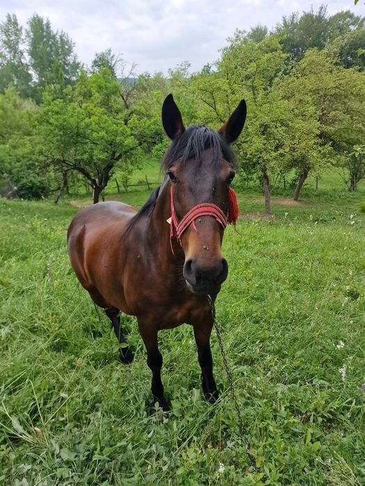 Iapa de vânzare 8 ani