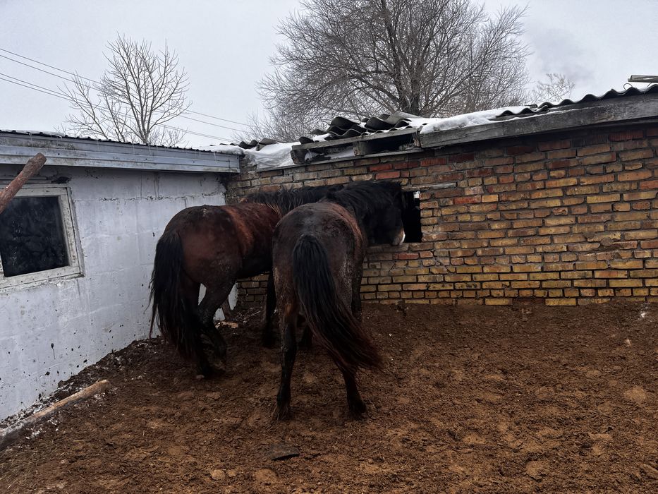 Лошадь, Жылқы. Продам жеребчика 5 лет. Стоит на откорме 4 месяц. ………..