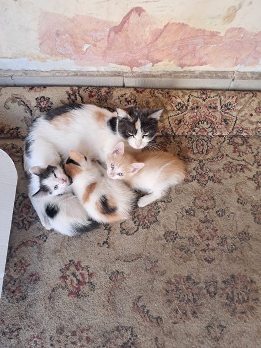 отдам в хорошие руки