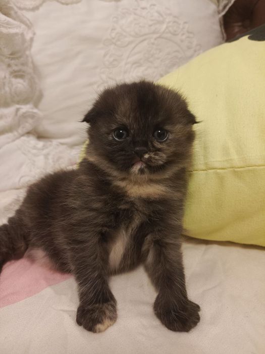 Шотландские веслоухие котята