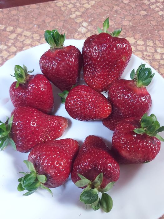 Stoloni de capsuni care fructifică tot anul , până cade gerul