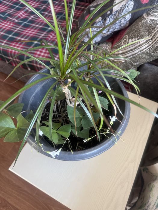 Драцена и кофе арабика