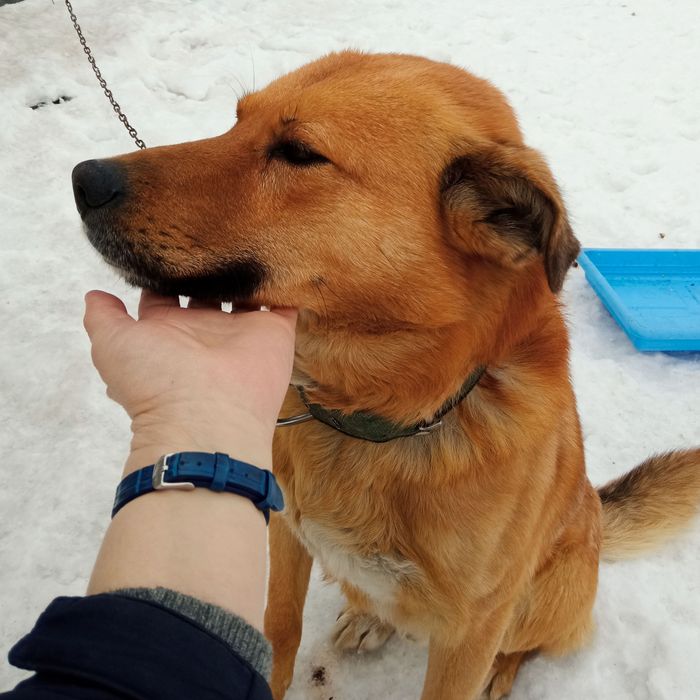 Отдам щенка. Бесплатно.