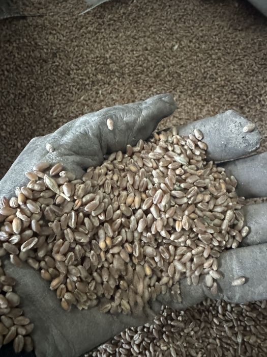 Vand grau recolta 2025