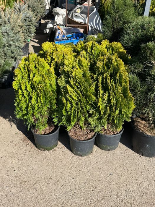 Туя Смарагд, туя с посадкой