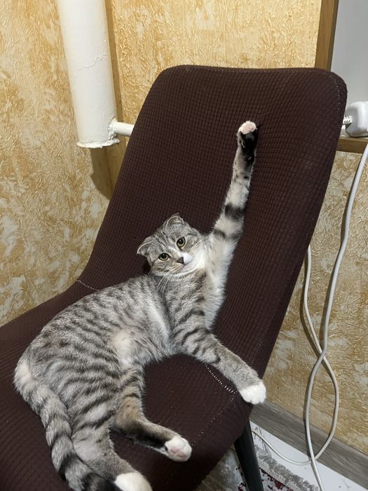 Вязкаға жігіт керек