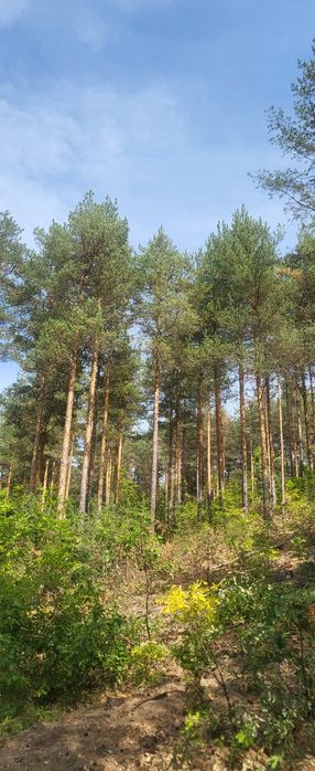 Парцел в регулация с. ОЧУША Софийска област