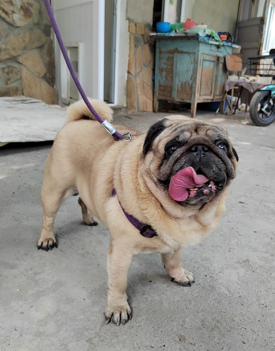 Продаются  щенки мопса