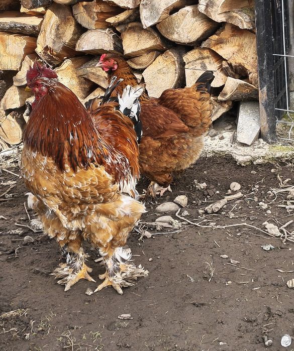 Vând ouă pentru incubat