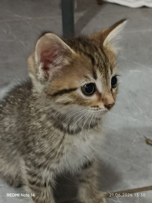 Отдам котят в добрые руки