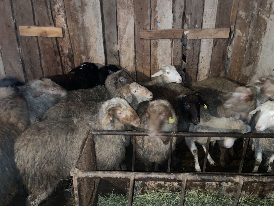 Семіз токтылар сатылады