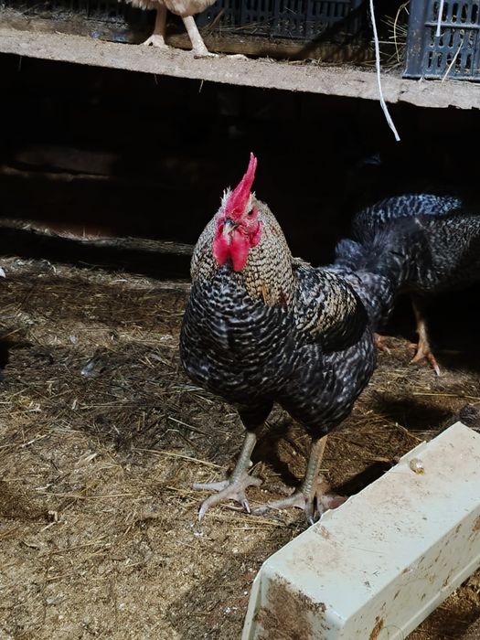 Продам петухов разных