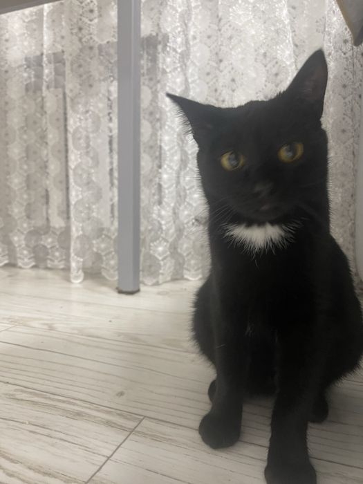 Котенок в добрые руки