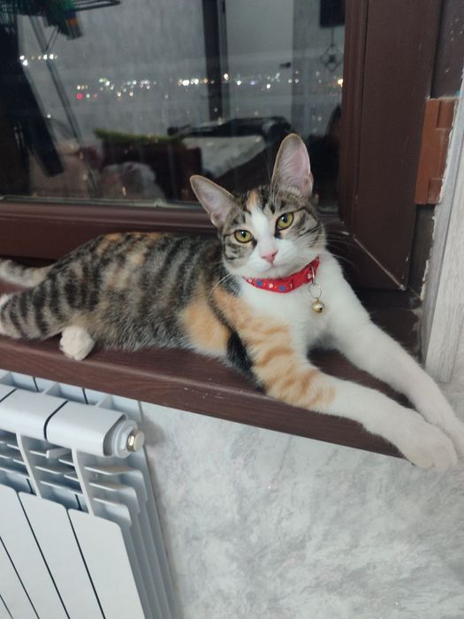 Отдадим только в добрые  руки