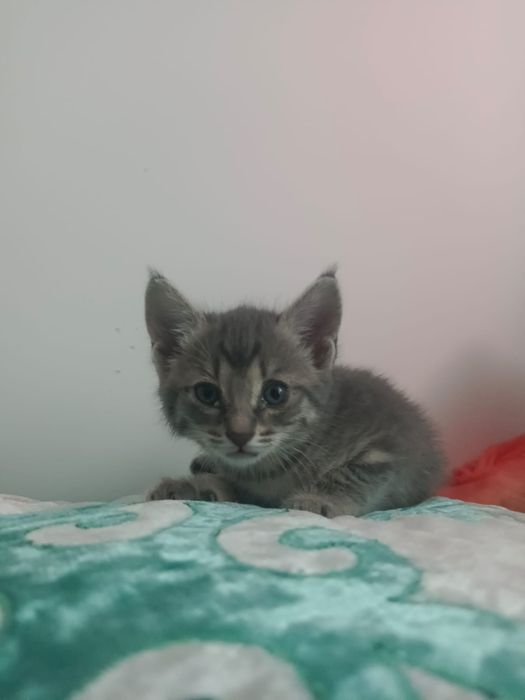 Отдам котят в хорошие руки