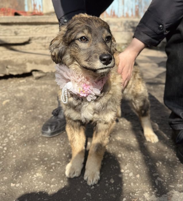 Привитые щенки ищут дом