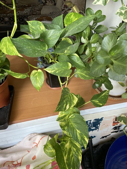 Продам  вьющиеся сортовые сциндапсусы(3вида)