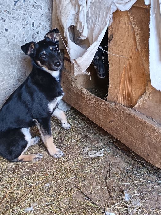 Отдам в добрые руки