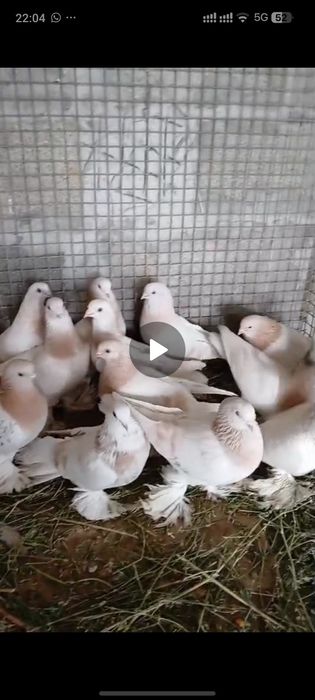 Голуби с гребли показывает игру