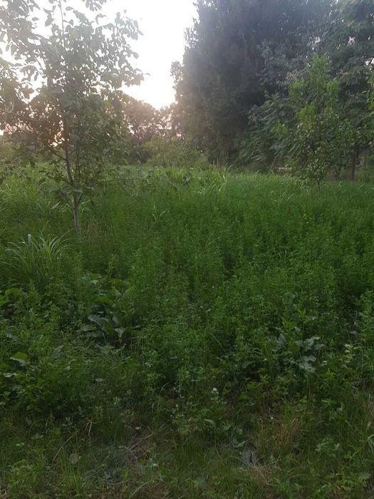 Ekin maydoni bog uchun ijaraga