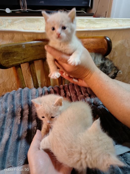 Отдам даром котят ооочень красивые