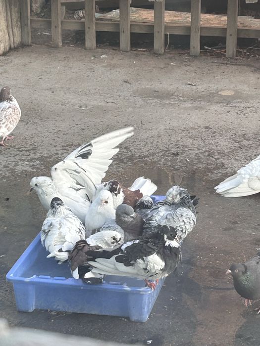 Кептер голуби сатылады продается