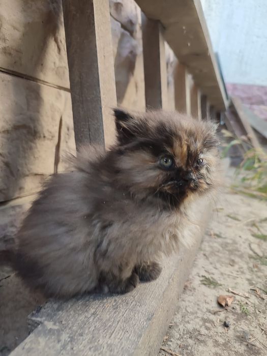 Котёнка отдаём и привезём