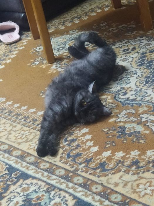 Продам котят британцы