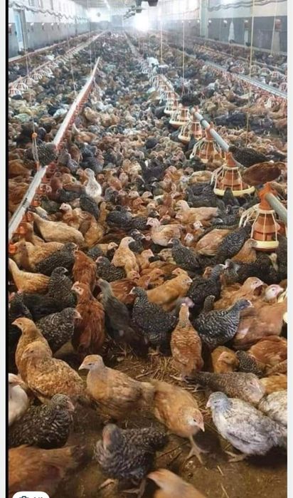 Vand pui albi de carne si pui rasă mixtă