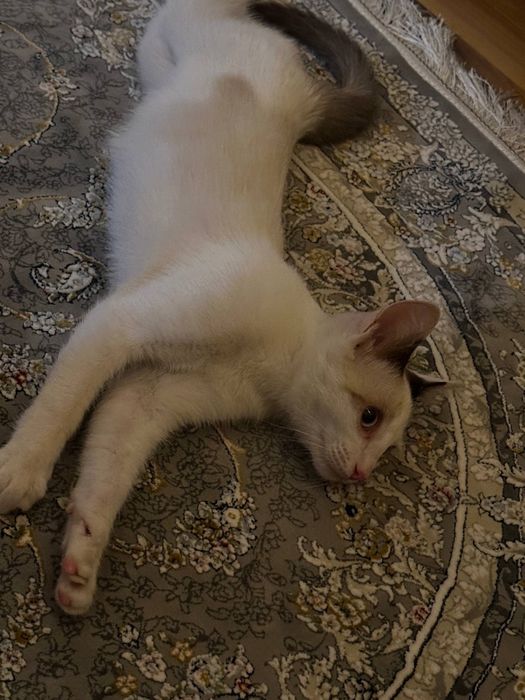 Отдам даром кота СРОЧНО