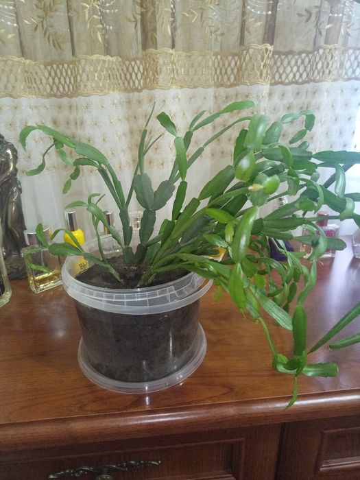 Продам комнатные цветы