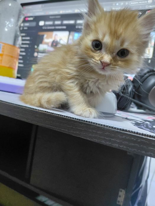 Полу мейн-кун котёнок