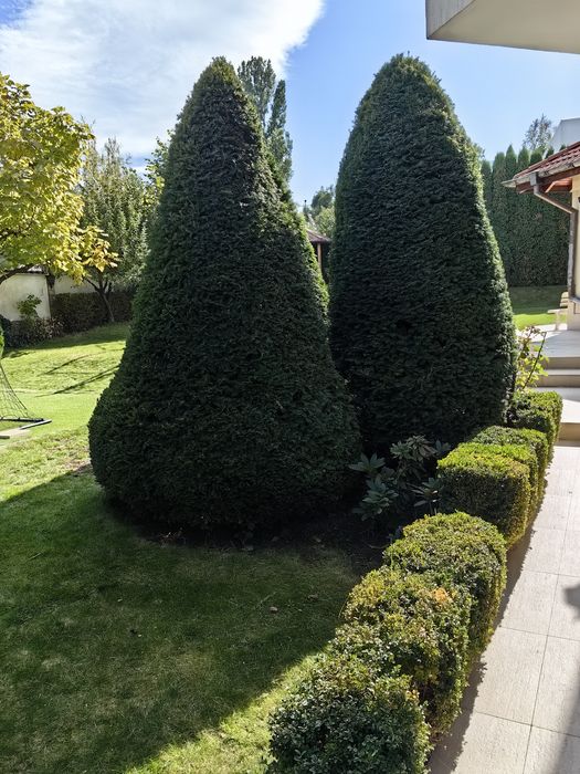 Всичко за озеленяването