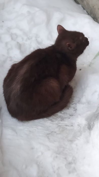 Отдам в добрые руки кошечку