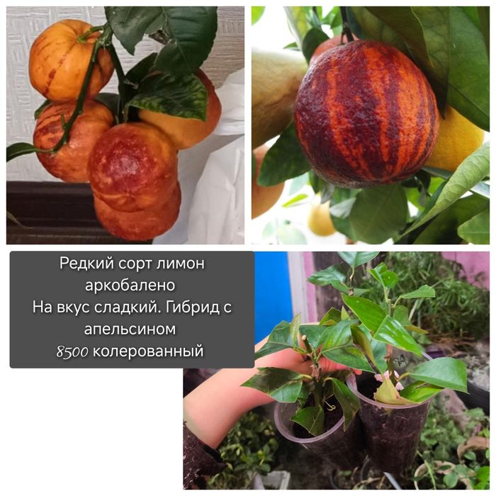 Цветы  в  ассортименте