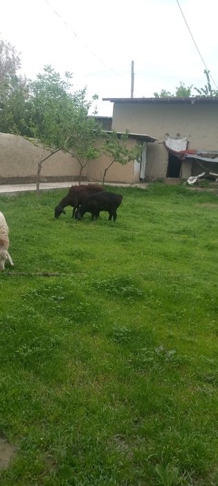 Шу она бола куйлар сотилади йиб ичишига гарантия соглом парода Афганис