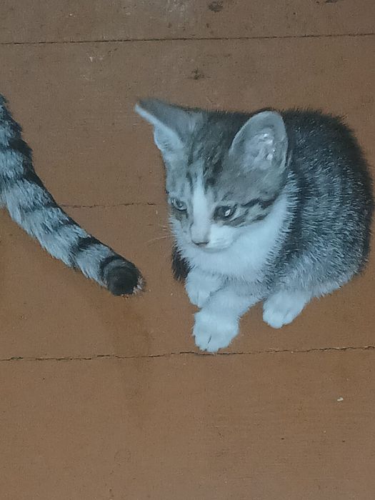 Котята британо-сиамские