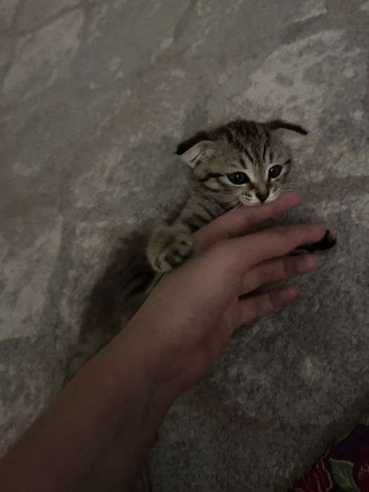 Вислоухий Котенок два месяца
