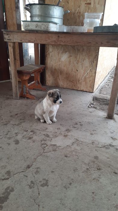 Щенки в добрые руки