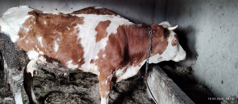 Vând vacă și vițcă