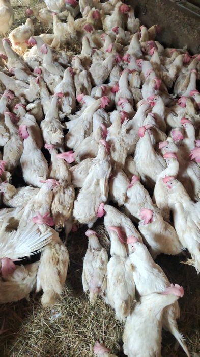 Куры несушки легорн