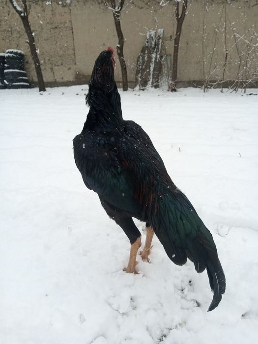 Dakandi tozasi sotiladi