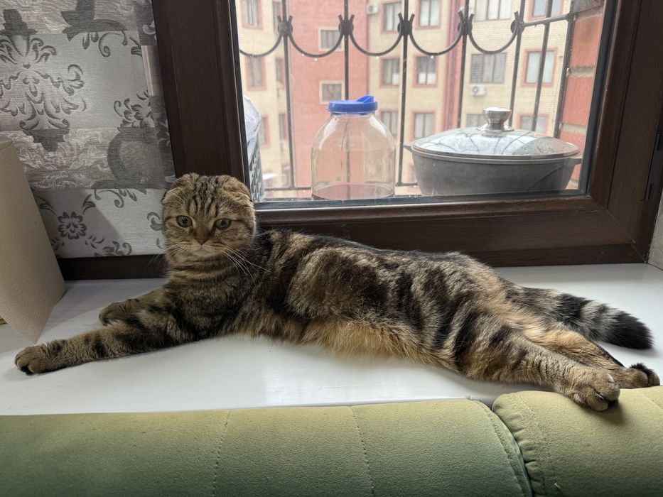 Срочна сотилади…!