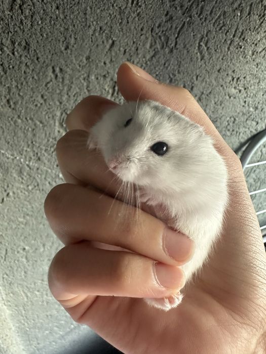 Hamsteri gratis