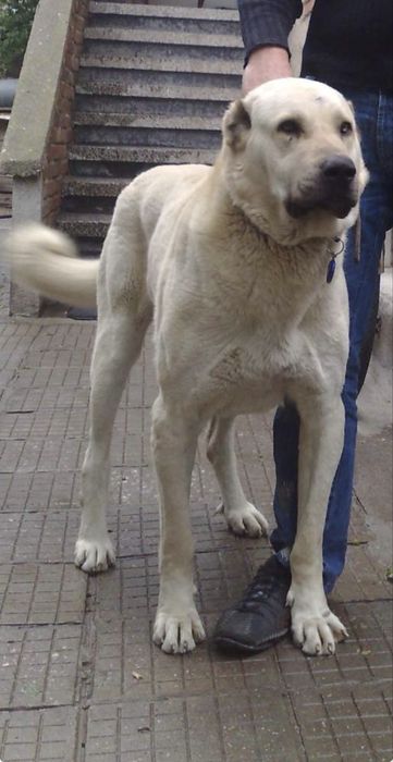 Кученца Кангал С Доставака