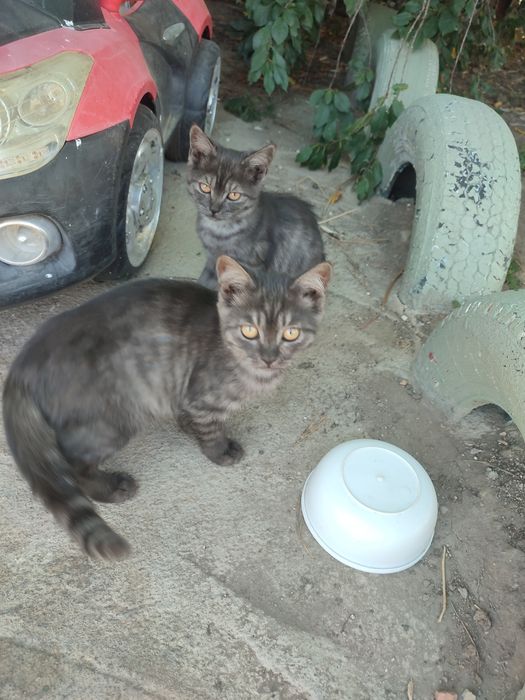 Отдам котят в добрые руки